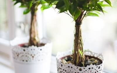 9 Easy Ways to Make Your Home Smell Amazing